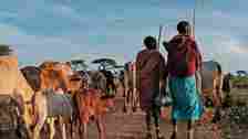 Samburu pastoralists walking with their herd.