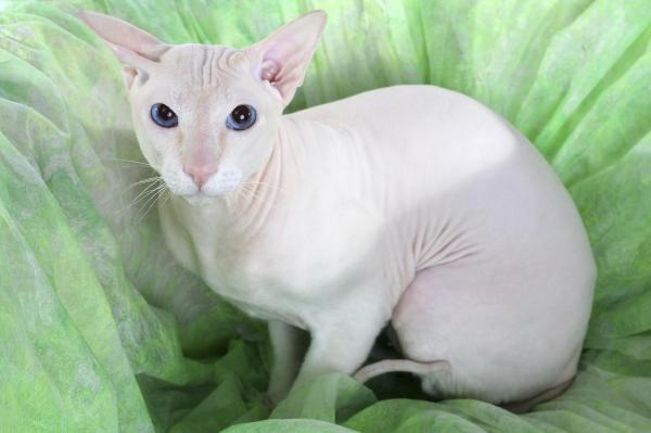 TOP 10 Strangest Cats in the World - Peterbald