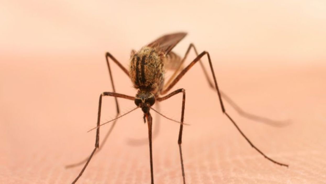 What to eat, avoid during malaria?