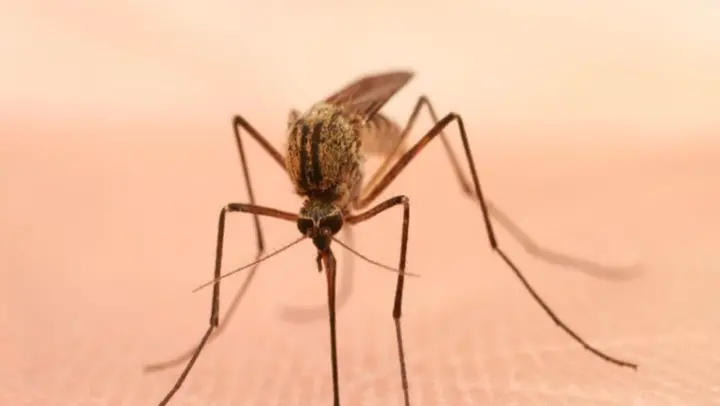 What to eat, avoid during malaria?