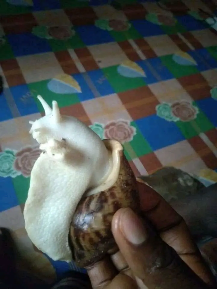 First Time Life Seeing White Snail (See Photos)