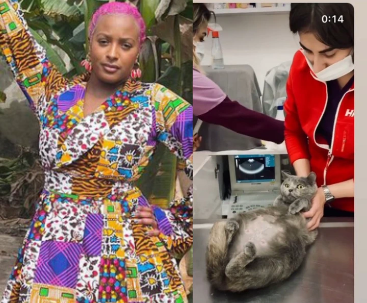 Cuppy - “See Pregnant Cat Doing Ultrasound & I'm Still Single”- DJ Cuppy Says About Her Lack Of A Partner 8bb3779f951a42a99ad9d18b7c38f887?quality=uhq&format=webp&resize=720