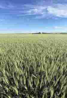 South Dakota wheat field on a blue sky day