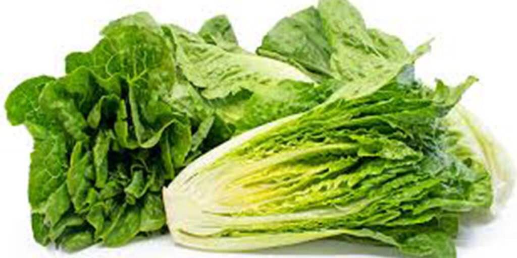 romaine lettuce