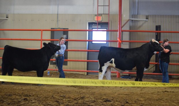 Top beef showmen pay close attention to the judge during...