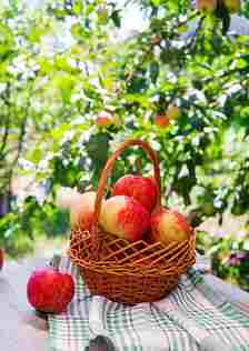basket-ripe-red-apples-table-summer-garden_2829-11359