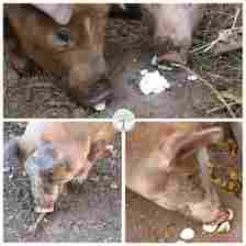 pigs eating foods collage
