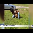Lost dog turns up 1,000 miles from home after 2 years