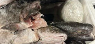 47 pounds of meth found in ice chest full of dead fish as car tries to cross US border