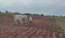 Continued dry spell leaves Medak, Siddipet cotton farmers a worried lot