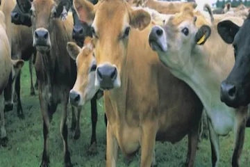 Britain के किसानों ने गाय के गोबर से बिजली (cow poo can produce electricity) की बैटरियां बना ली हैं. (सांकेतिक तस्वीर)