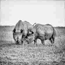 On Safari: A Wildlife Photography Adventure