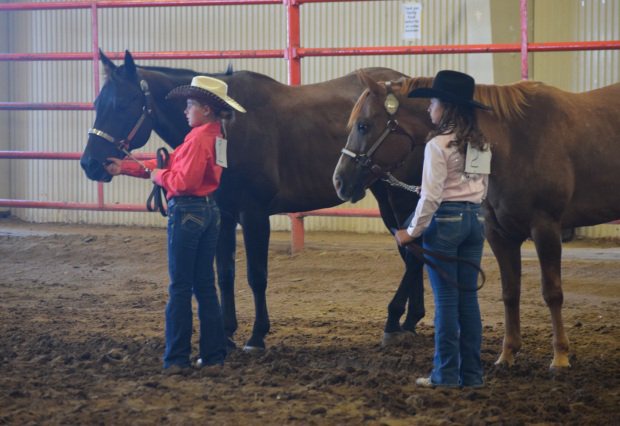Top horse showmen pay close attention to the judge during...