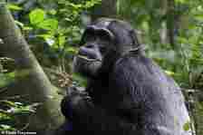 Chimpanzees deliberately seek out and eat plants with medicinal properties when sick or injured, a study suggests