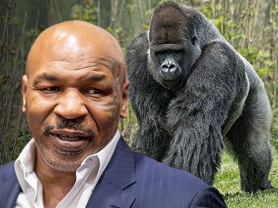 Mike Tyson fights a gorilla to the Death
