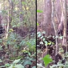 Man spots Bigfoot and captures 'best footage ever recorded'
