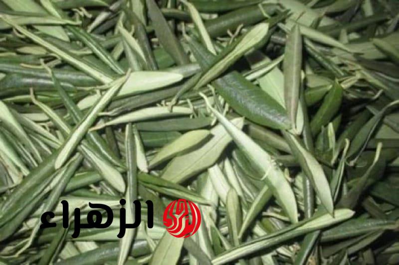 IMG 20250319 WA0072 4