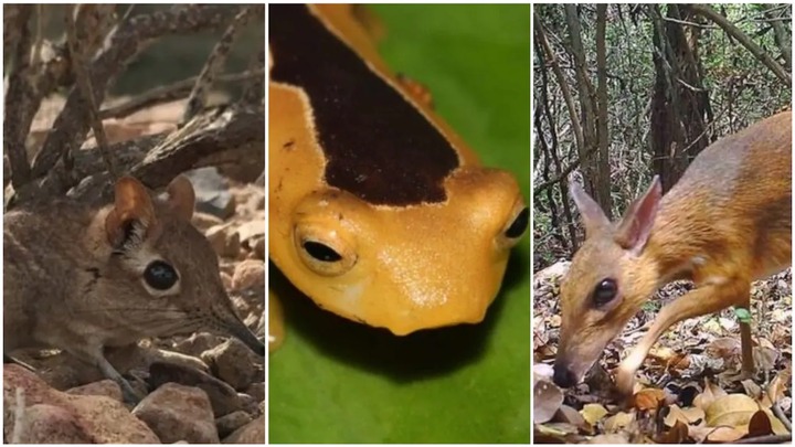 A collage showing three of the found animals. Photo source: Good News Network