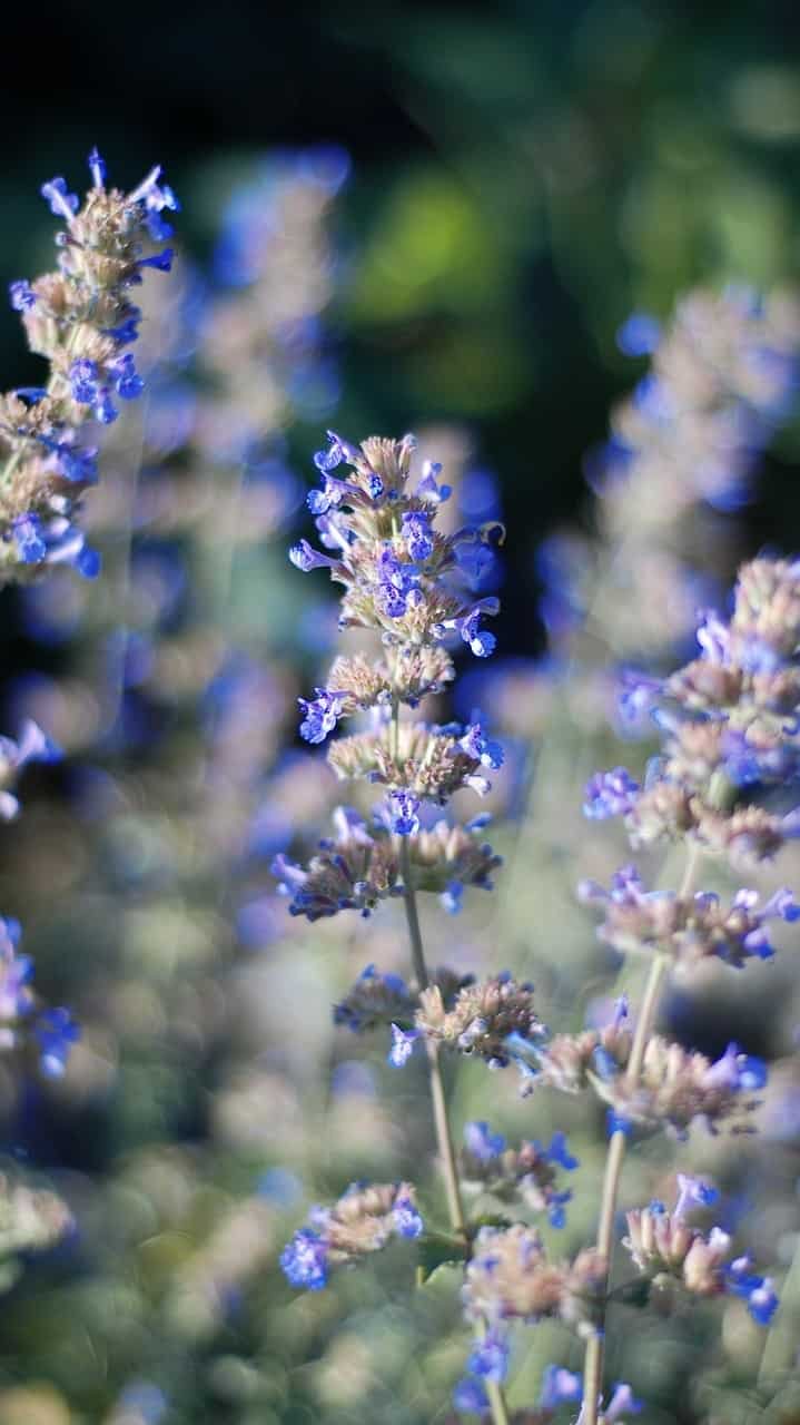 Catmint