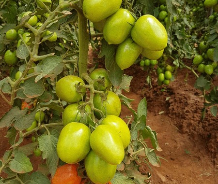 Lucrative tomato farming, what it entails – Hortfresh Journal