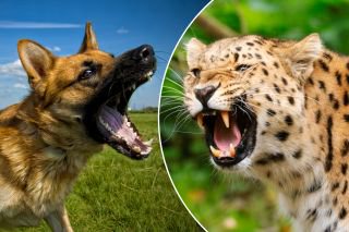 Spotted! German shepherd fights off leopard