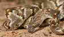 Head shot of a lyre snake in SE Arizona