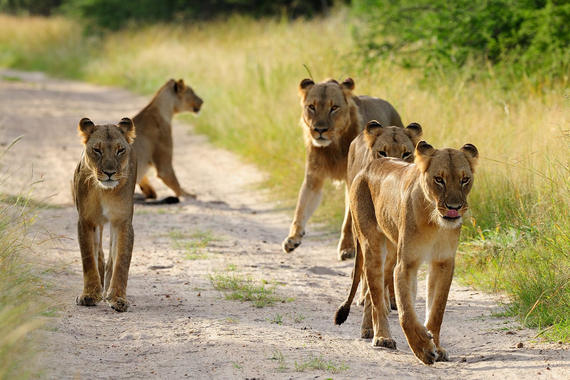 A pride of lions makes its way down a dirt road in Hwange National Park in western Zimbabwe. Hwange is the largest national park in the southern African nation and is considered a stronghold for lions, according to the Lion Recovery Fund.