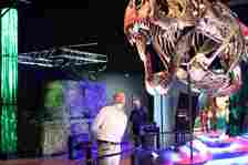 Palaeontologist looks up at t rex skeleton at melbourne museum
