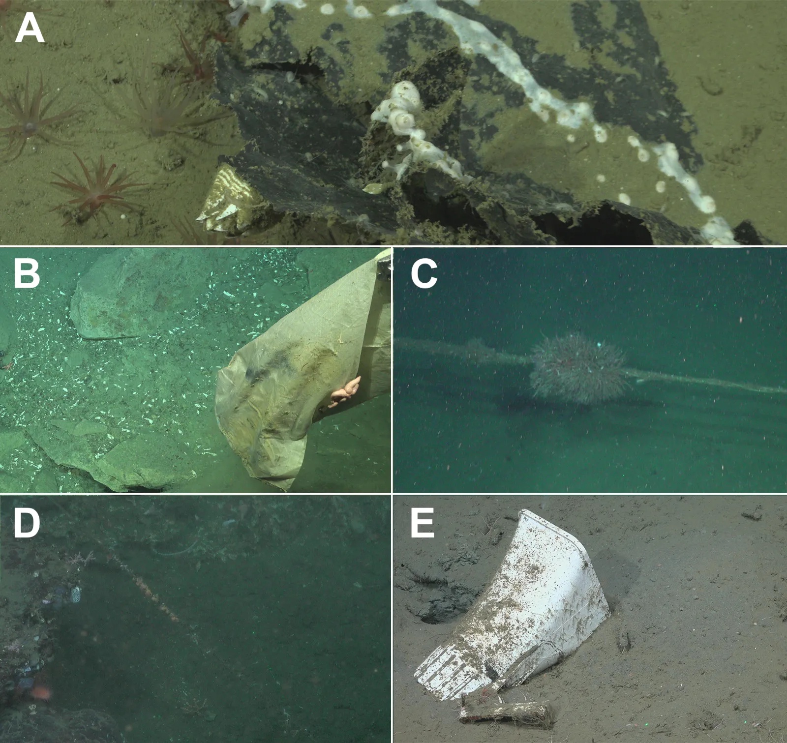 Faunal interactions with anthropogenic litter in the Mar del Plata Submarine Canyon.