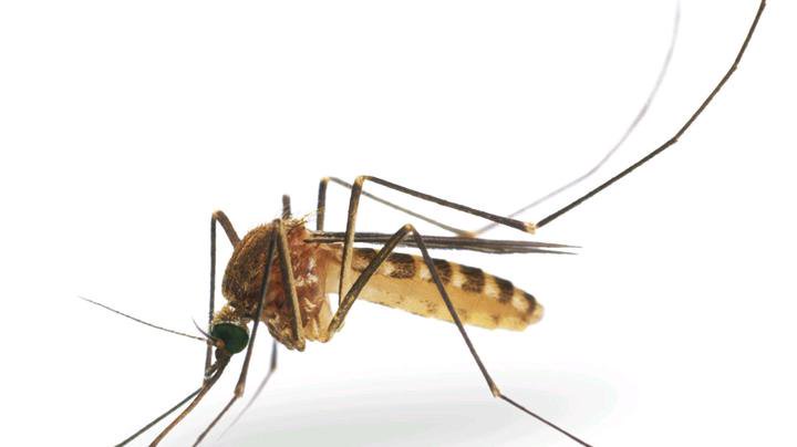 List Of Things Mosquitoes Don’t Like. Which Will Make Them Run From Bitting You.