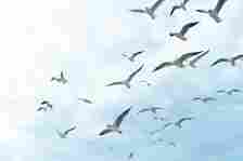 A flock of seagulls flying in an open, cloudy sky
