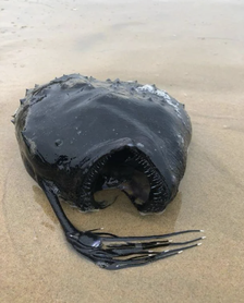 Deep-sea anglerfish washed ashore on a sandy beach. The fish has a distinctive round body and sharp teeth, with a long lure protruding from its head