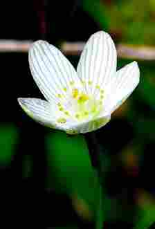 Grass-of-Parnassus, photographed at the Rowley Fen by recently retired Buchanan County Conservation Director Dan Cohen, is one of 63 threatened, endangered and rare plants documented by Cedar Rapids native Jeff Nekola in the Wapsipinicon River valley. (Dan Cohen)