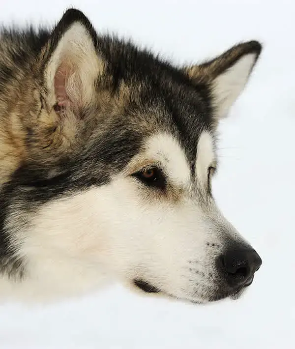 Most Dangerous Breeds That Illegal World (Photos)