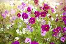 magenta, pink, and white cosmos flowers with yellow centers, brown stems and green feathery leaves in garden