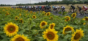 Do you speak cycling? Tour de France lingo features fries, potatoes and lanterns