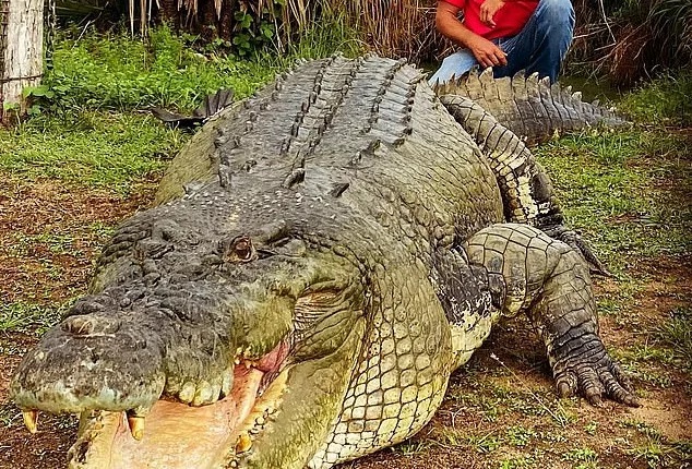 Rowan Sutton (pictured on a previous job) saved the life of his mate who was mauled by a 5m crocodile last Thursday