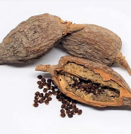 Reasons And Benefits Of Eating Bitter Kola And Alligator Pepper Together Opera News
