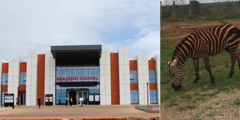 A collage image of Maisenyi Railway station (LEFT) and a Zebra (RIGHT).