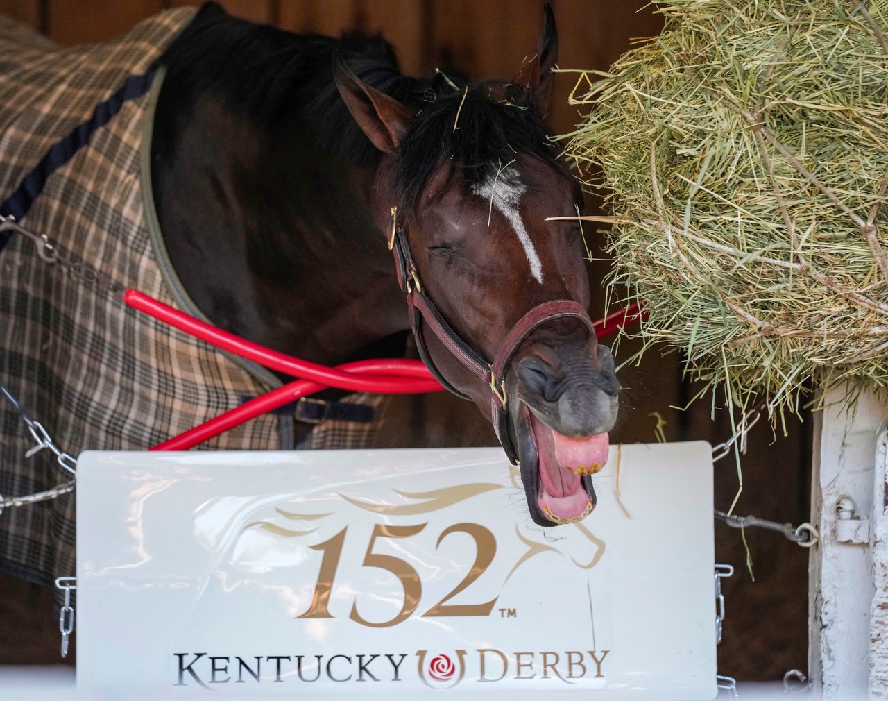 Golden Tempo after winning the 152nd running of the Kentucky Derby at Churchill Downs on Sunday, May 3, 2026.