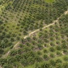 A study finds Indonesia’s deforested land is often left idle. But some see potential in that