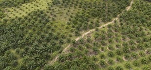 A study finds Indonesia’s deforested land is often left idle. But some see potential in that