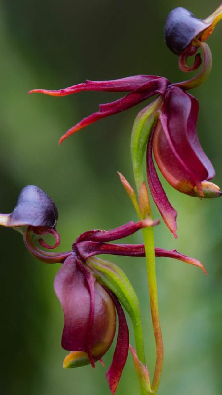 ​Duck Orchid