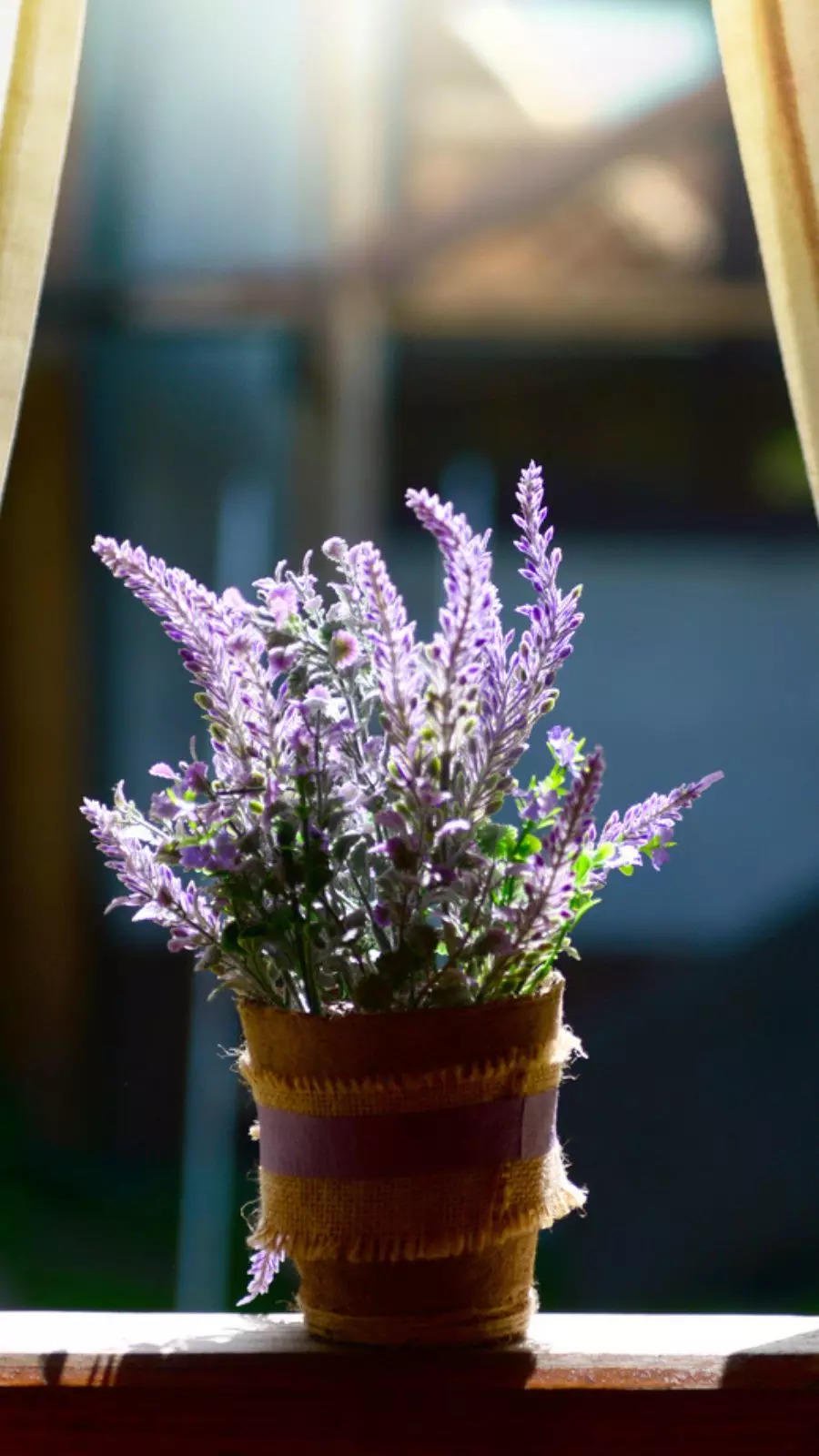 Lavender