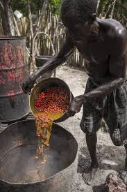 See disgusting photos of how your favourite palm Oil is made