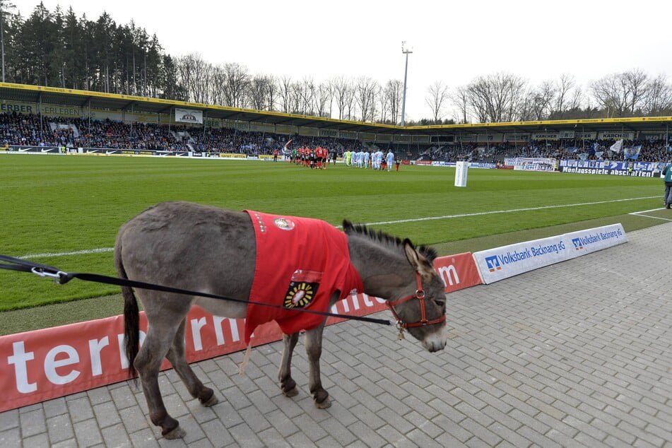 Esel Andile ist das offizielle Maskottchen der SG Sonnenhof Großaspach.