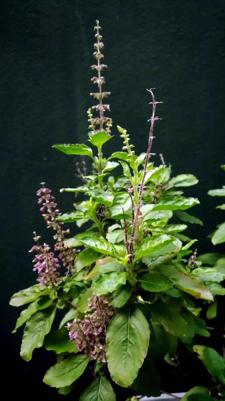 Tulsi