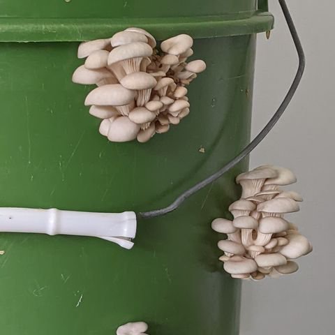 wildwise botanicals mushroom bucket