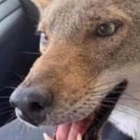 Woman who saved 'angry dog' from road warned it's a fox - but it's actually neither