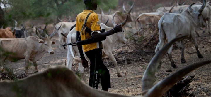 These Pictures Of Fulani Herdsmen Destroying Crops Will Make You Understand Why Sunday Igboho Is Angry